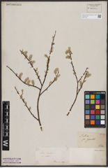 Foto von Salix aurita L.
